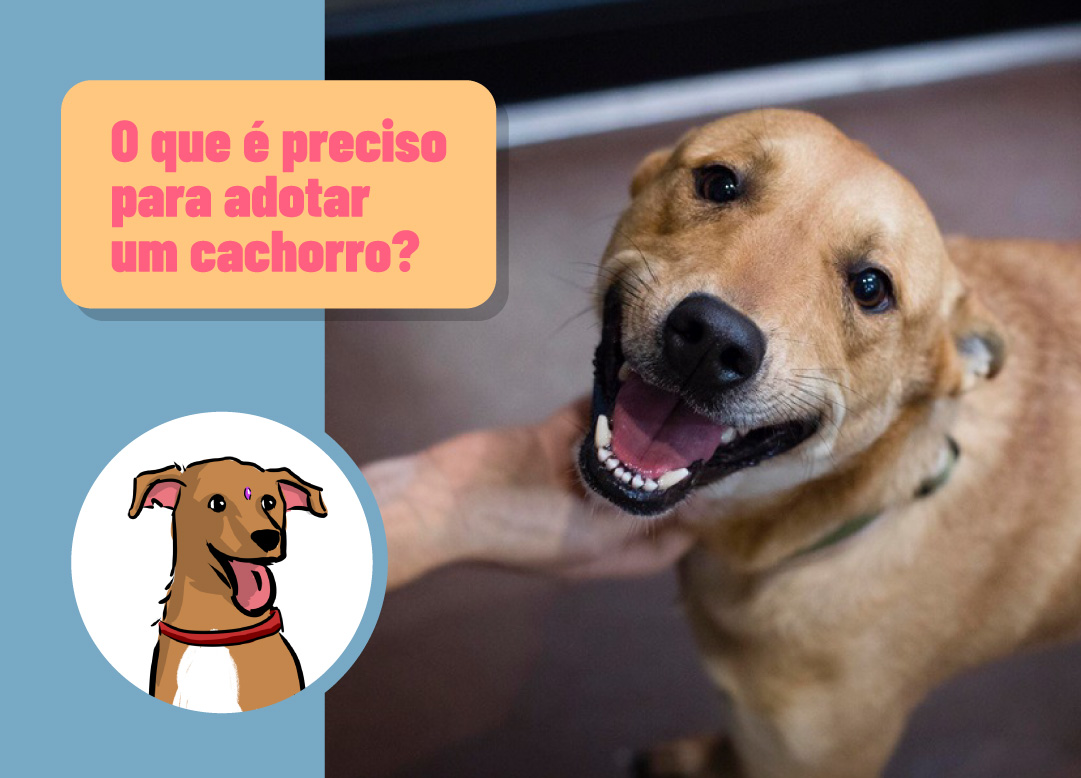 O que é preciso para adotar um cachorro?